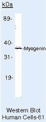 Myogenin Antibody in Western Blot (WB)