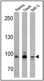 BCL6 Antibody in Western Blot (WB)