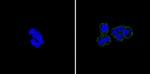 E-cadherin Antibody in Immunocytochemistry (ICC/IF)