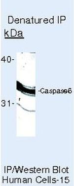 Caspase 6 Antibody in Immunoprecipitation (IP)
