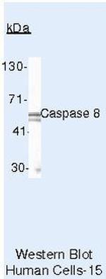 Caspase 8 Antibody in Western Blot (WB)