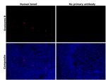 Granzyme B Antibody in Immunohistochemistry (Paraffin) (IHC (P))