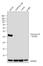 Granzyme B Antibody