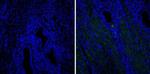 Caldesmon HMW Antibody in Immunohistochemistry (Paraffin) (IHC (P))