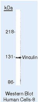 Vinculin Antibody in Western Blot (WB)