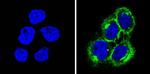 HLA-ABC Antibody in Immunocytochemistry (ICC/IF)