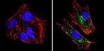 HLA-ABC Antibody in Immunocytochemistry (ICC/IF)