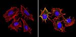 HLA-ABC Antibody in Immunocytochemistry (ICC/IF)