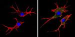 HLA-ABC Antibody in Immunocytochemistry (ICC/IF)