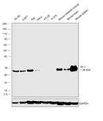 Bcl-2 Antibody in Western Blot (WB)