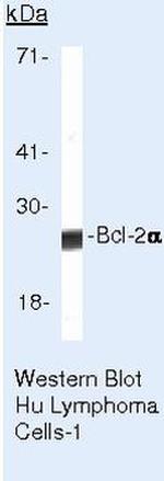 Bcl-2 Antibody in Western Blot (WB)