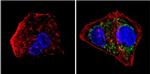 Cytochrome C Antibody in Immunocytochemistry (ICC/IF)