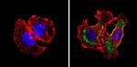 CD24 Antibody in Immunocytochemistry (ICC/IF)