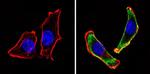 CD24 Antibody in Immunocytochemistry (ICC/IF)