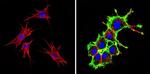 Actin Antibody in Immunocytochemistry (ICC/IF)