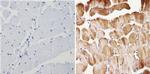 Actin Antibody in Immunohistochemistry (Paraffin) (IHC (P))