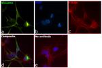 Vimentin Antibody in Immunocytochemistry (ICC/IF)