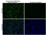 Vimentin Antibody in Immunohistochemistry (Paraffin) (IHC (P))