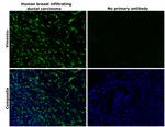 Vimentin Antibody in Immunohistochemistry (Paraffin) (IHC (P))