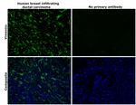 Vimentin Antibody in Immunohistochemistry (Paraffin) (IHC (P))