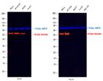 Vimentin Antibody