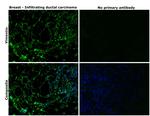 Vimentin Antibody in Immunohistochemistry (Paraffin) (IHC (P))