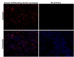 Vimentin Antibody in Immunohistochemistry (Paraffin) (IHC (P))