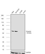 Vimentin Antibody in Western Blot (WB)