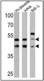 CD47 Antibody in Western Blot (WB)