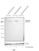 Fibronectin Antibody