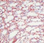 Fibronectin Antibody in Immunohistochemistry (Paraffin) (IHC (P))