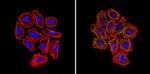 GFAP Antibody in Immunocytochemistry (ICC/IF)