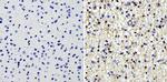 GFAP Antibody in Immunohistochemistry (Paraffin) (IHC (P))