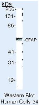 GFAP Antibody in Western Blot (WB)