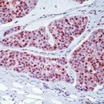 c-Myc Antibody in Immunohistochemistry (Paraffin) (IHC (P))