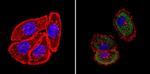 Cytokeratin HMW Antibody in Immunocytochemistry (ICC/IF)