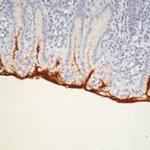 MUC5AC Antibody in Immunohistochemistry (Paraffin) (IHC (P))