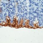 MUC5AC Antibody in Immunohistochemistry (Paraffin) (IHC (P))