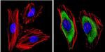 14-3-3 Pan Antibody in Immunocytochemistry (ICC/IF)