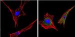 14-3-3 Pan Antibody in Immunocytochemistry (ICC/IF)