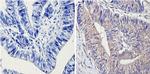 14-3-3 Pan Antibody in Immunohistochemistry (Paraffin) (IHC (P))