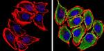 alpha Synuclein Antibody in Immunocytochemistry (ICC/IF)