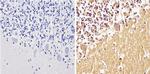 alpha Synuclein Antibody in Immunohistochemistry (Paraffin) (IHC (P))