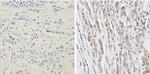 PTEN Antibody in Immunohistochemistry (Paraffin) (IHC (P))