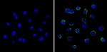 LCK Antibody in Immunocytochemistry (ICC/IF)