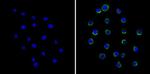 LCK Antibody in Immunocytochemistry (ICC/IF)