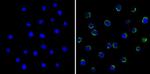 LCK Antibody in Immunocytochemistry (ICC/IF)