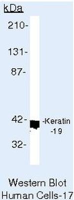 Cytokeratin 19 Antibody in Western Blot (WB)