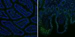 MUC2 Antibody in Immunohistochemistry (Paraffin) (IHC (P))