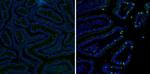 MUC2 Antibody in Immunohistochemistry (Paraffin) (IHC (P))